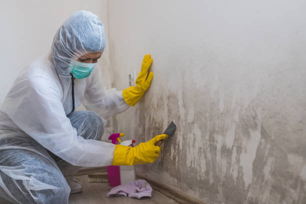 Best Mold Damage Repair  in Oelwein, IA