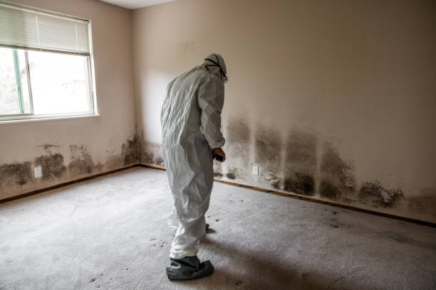 Attic Mold Removal in Oelwein, IA