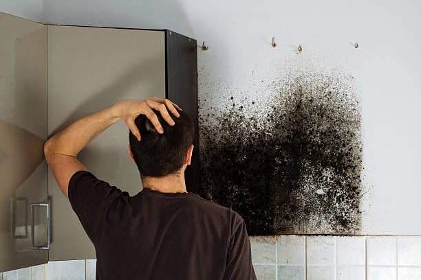 Best Professional Mold Removal  in Oelwein, IA