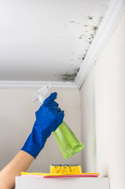 Best Mold Cleaning Services  in Oelwein, IA